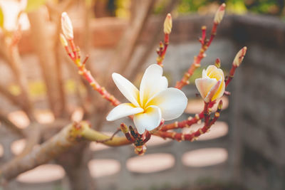 Close-up of white flowering plant