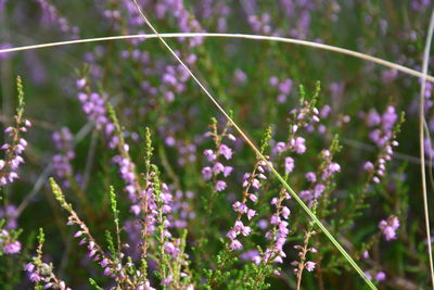 Close-up of purple flowering plants on field