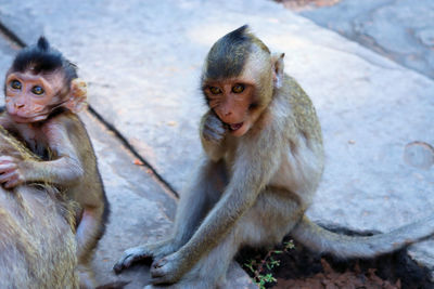 Monkey sitting on rock