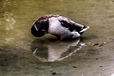 Close-up of swan swimming in lake