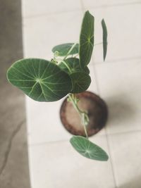 Close-up of potted plant on table