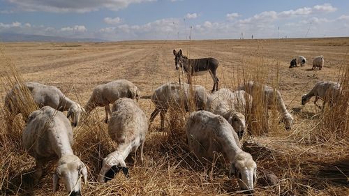 View of sheep grazing on field