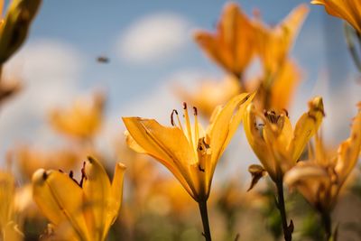 Close-up of yellow crocus flowers