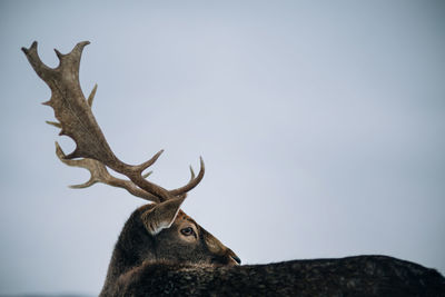 Deer against clear sky