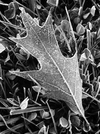 Close-up of leaves