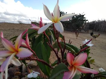 Close-up of frangipani blooming against sky