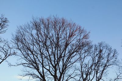 Low angle view of tree against clear sky