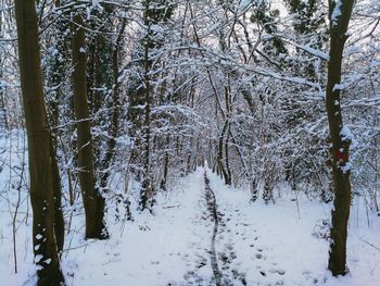 Bare trees in forest during winter