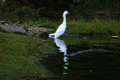 Swan on lake