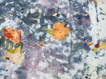 Close-up of maple leaves