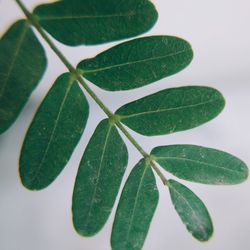 Close-up of leaves over white background