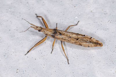 Close-up of grasshopper