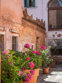 Potted plants against building