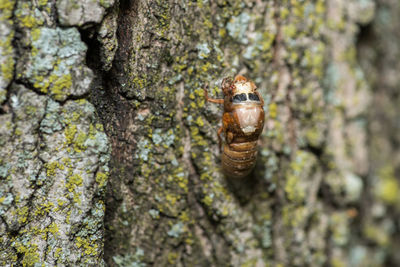 Close-up of lizard on tree trunk