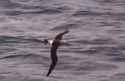 Seagull flying over sea