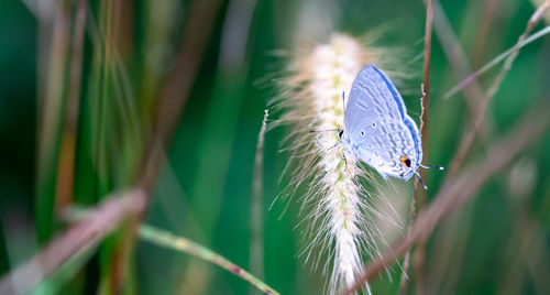 Close-up of butterfly on purple flower