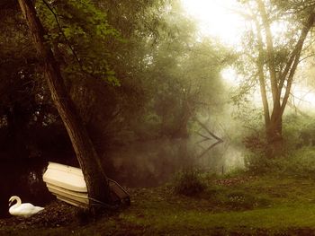 Trees in forest