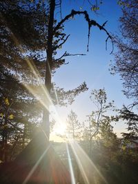 Low angle view of sunlight streaming through trees