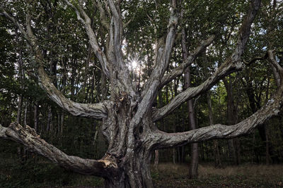 Trees growing on field in forest