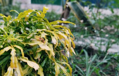 Close-up of yellow flowering plant