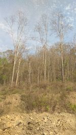 Bare trees on field against sky in forest