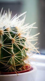 Close-up of cactus plant