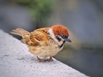 Close-up of a bird