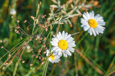 Close-up of white daisy flowers