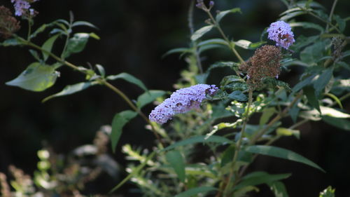 Close-up of purple flowering plant