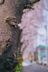 Close-up of tree trunk