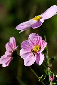 Close-up of pink flower