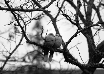 Close-up of bare tree against sky