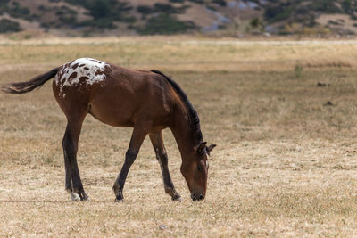 Horse grazing on field