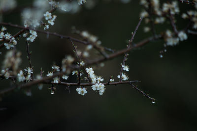 Close-up of cherry blossom on branch