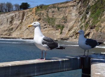 Seagull perching on retaining wall by sea