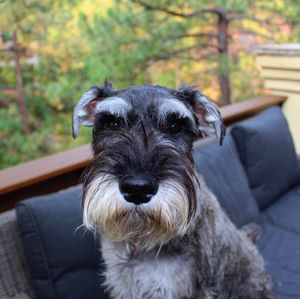 Portrait of dog sitting on sofa at home