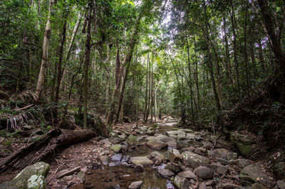 Plants and trees in forest