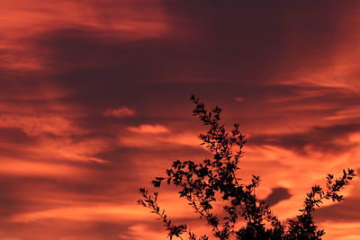 Low angle view of silhouette tree against orange sky