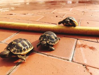Close-up of tortoise on floor