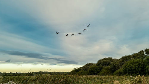 Low angle view of birds flying over the field