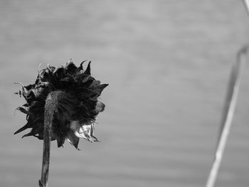 Close-up of wilted flower against sky