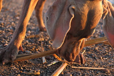 Close-up of a horse on field