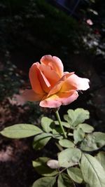 Close-up of pink rose