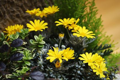 Close-up of yellow flowering plant