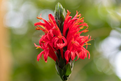 Close up of a cardinals guard  flower