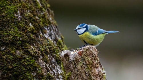 Close-up of bird perching on a tree