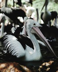 Close-up of pelican swimming in water