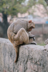 Side view of lion sitting on tree