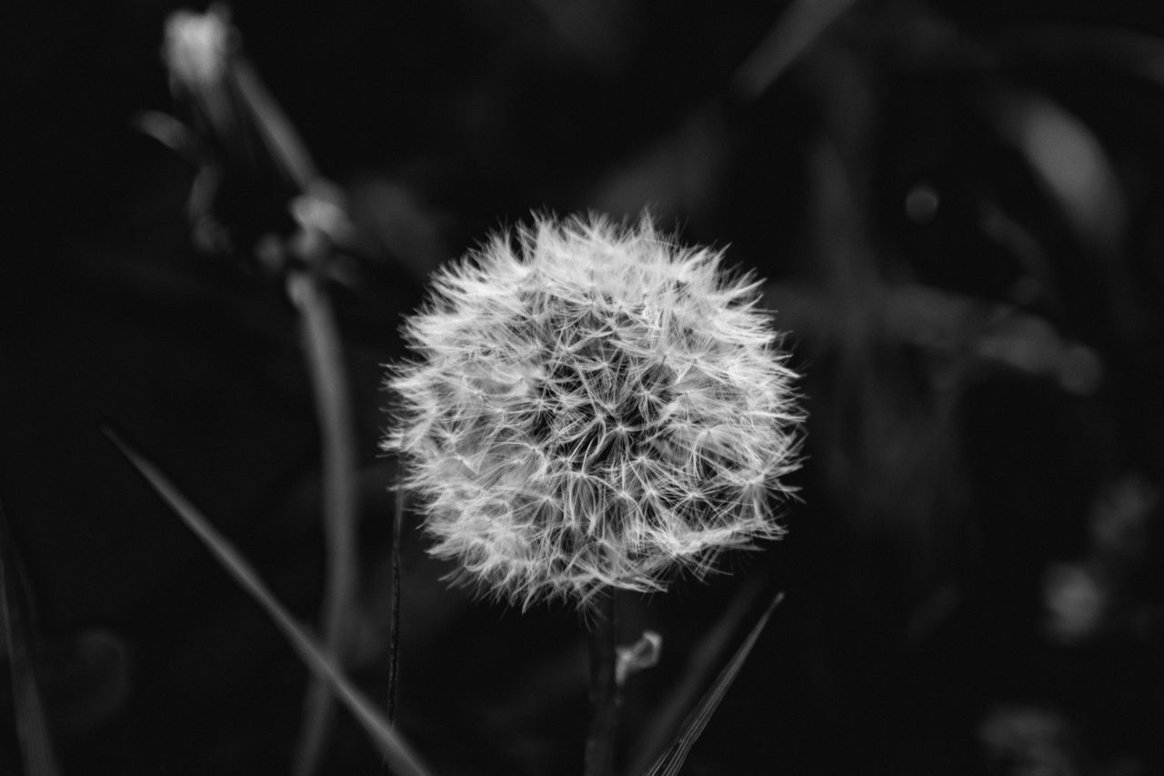 CLOSE-UP OF DANDELION AGAINST WHITE BACKGROUND