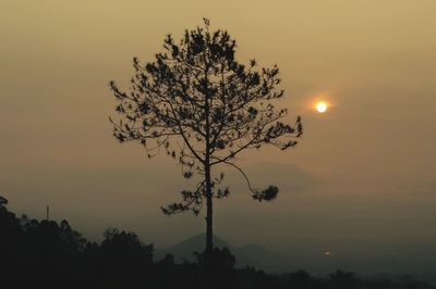 Silhouette of trees against sky during sunset